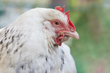 Close up portrait of head of white chicken