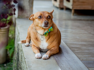 Mixed breed dog portrait. Dog lying on the floor.