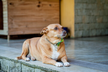 Mixed breed dog portrait. Dog lying on the floor.