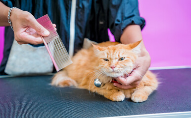 Groomer cutting a beautiful red cat at grooming salon.