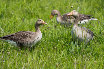 Wildlife at Lunt Meadows Nature Reserve near Liverpool in the UK