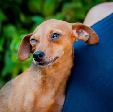 Brown pinsher dog portrait. Small size.