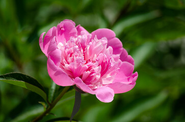Pink peony in the garden on a green background.