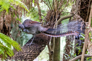 A superb lyrebird, Menura novaehollandiae, Victoria, Australia, perched on a tree fern. This is an...