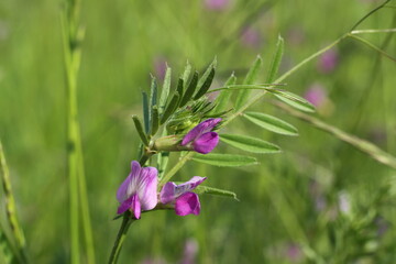 Vicia sativa flowers on grass