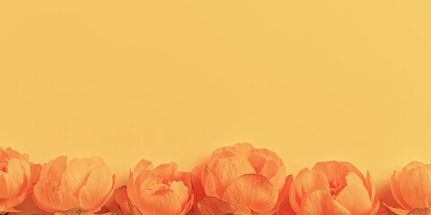 Frame nature summer spring seasonal styling banner from orange flowers Trollius or Globeflower on peach color, minimal monochrome aesthetic botanical natural blooming spring floret, top view