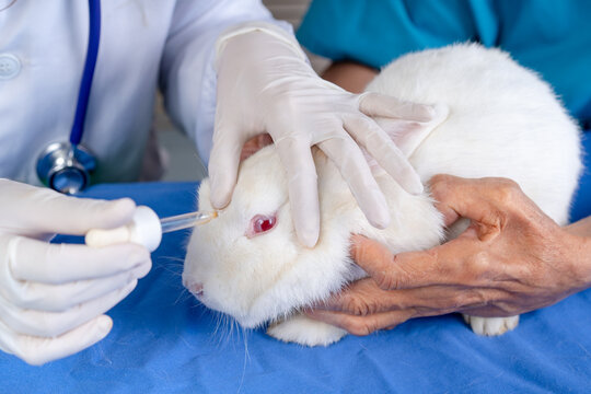 close-up of white rabbit in hospital lab with veterinarian doctor dropping fluid medicine in its eyes, scientist researcher do animal experiment testing for drugs treatments and cosmetics concept