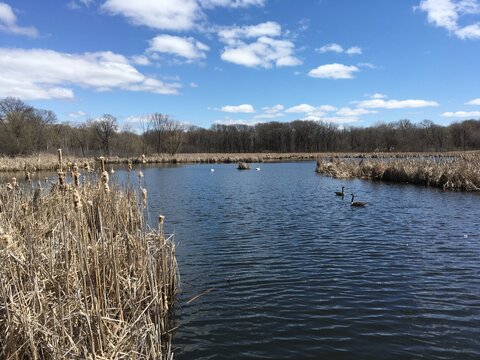 Beauty of the Pond