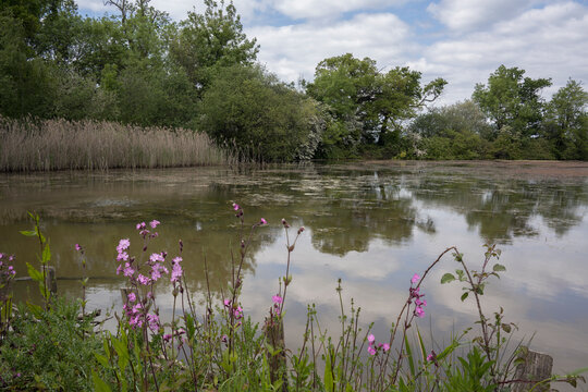 Red Campion growing wild on the side of a lake