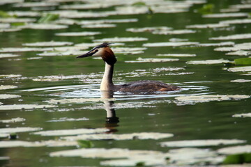 grebe swimming in the water