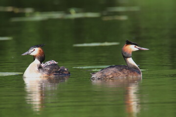 two grebes in the lake