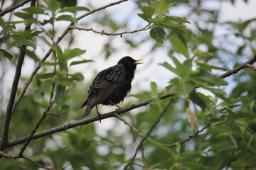 singing starling on a tree