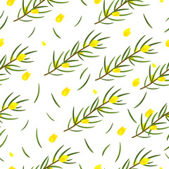 Rooibos branch with leaves and yellow flowers. Plant for making red tea. Seamless pattern on white background