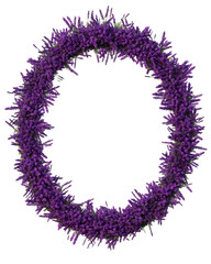 Lavender flowers Ellipse shape frame on a transparent background