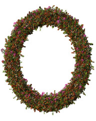 Pyracantha, Nerium Oleander and Tradescantia Zebrina  Ellipse shape frame on a transparent background