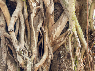 Banyan tree, also known as Banian tree.  Aerial roots develop from branches to enable tree spread. Souillac, Mauritius