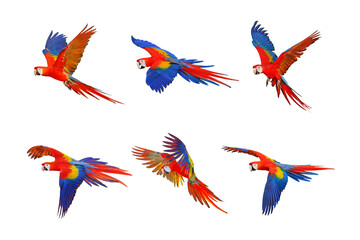 Set of scarlet macaw parrot isolated on transparent background png file