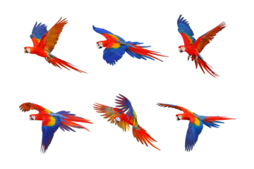 Set of scarlet macaw parrot isolated on transparent background png file