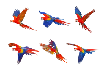 Fotobehang Set of scarlet macaw parrot isolated on transparent background png file © Passakorn
