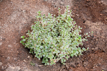 Thymus serpyllum, known collectively as breckland thyme, wild thyme, creeping thyme, or elven thyme, is a species of flowering plant in the mint family Lamiaceae native to Europe and North Africa.