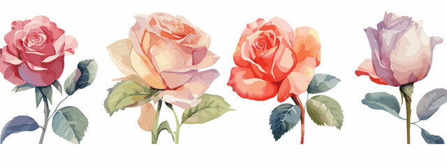Set of 6 High Detail Watercolor Rose Illustrations (Vector ESP)