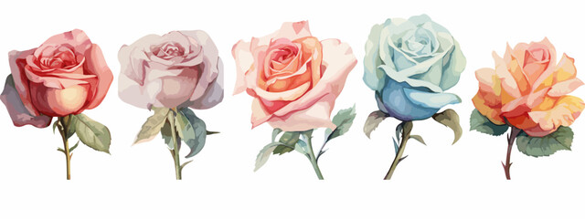 Set of 6 High Detail Watercolor Rose Illustrations (Vector ESP)