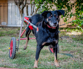 disabled black dog using a dog wheelchair