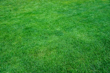 Gordijnen top view of real green grass background © nd700