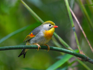 close up of cute red-billed leiothrix on the tree branch