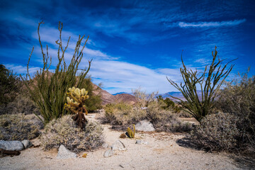 cactus in California desert