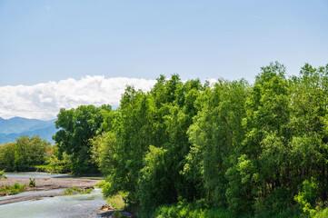 Obraz premium 生い茂る木々と雨上がりの川 奈良井川