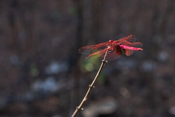 Red dragonfly resting on a twig