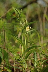 Weißes Waldvöglein (Cephalanthera damasonium)