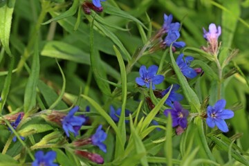 Blauroter Steinsame (Aegonychon purpurocaeruleum).