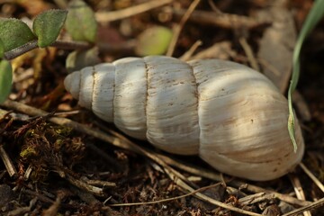 Märzenschnecke (Zebrina detrita)