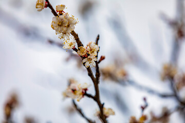 Blooming cherry tree branch on a spring sunny day