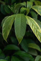 Naklejka na ściany i meble Close-up of Green Growth on a Tree Leaf.