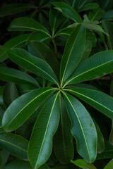 Fototapeta na wymiar Growing Plants with Natural pattern.