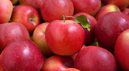 Fototapeta na wymiar background of ripe red apples.