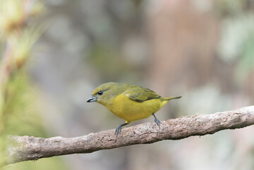 yellow bird perched on tree trunk