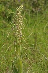 Bocks-Riemenzunge (Himantoglossum hircinum)