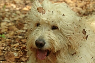 Goldendoodle im Buchenlaub