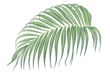 Watercolor illustration of a palm branch on a white background. Isolated. Handmade work.