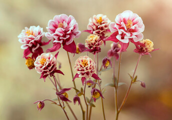 Wiosenne kwiaty Orlika 