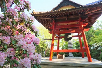 寺の鐘とシャクナゲの花