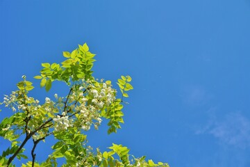 白い藤の花と青空
