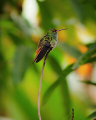 Fototapeta na wymiar Beautiful Hummingbird In Costa Rica