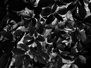 Beautiful abstract color gray flowers on black background, white leaves texture, gray background, white leaves, black leaves texture, flowers for Christmas and valentines celebrations 