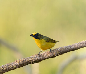 yellow bird with black perched on tree branch with light green background
