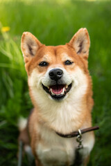 Portrait of Japanese red dog shiba inu sits in green grass and smiles cutely. Happy and cheerful shiba inu dog